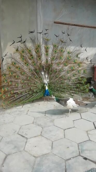 Птицы: Продаю взрослую пару индийских павлинов