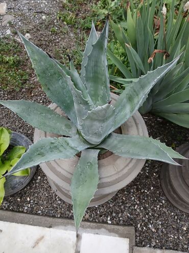 Otaq bitkiləri: Aqava bitkisi adi və decor qablarda(əl iṣi), müxtəlif olçüdə və — 7