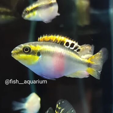 аквариумная рыбка: Рыбки аквариумные. Прекрасны на подарок