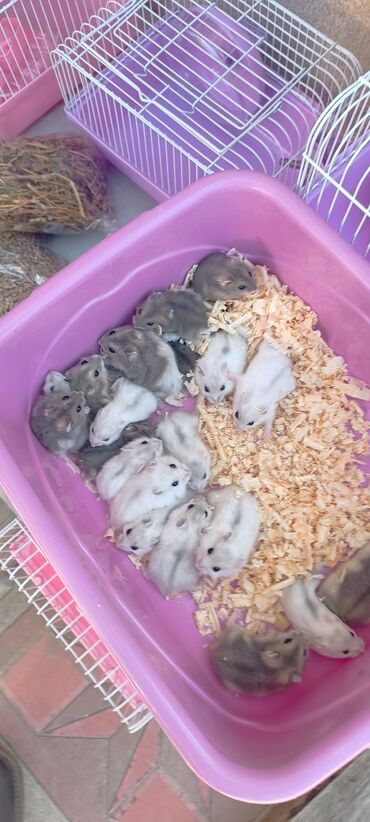 Gəmiricilər: 2cunqarik 1qəfəs üstündə vitaminli yem,quru yonca,apilka hədiyyə cəmi -da lalafo.az — 4 Gəmiricilər: 2cunqarik 1qəfəs üstündə vitaminli yem,quru yonca,apilka hədiyyə cəmi — 4