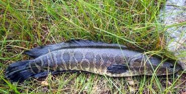 Рыба и морепродукты: Свежий — 4