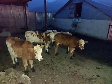 buzolar: Satışda: Simmental növü dana və düyələr - Cins: Simmental — 1
