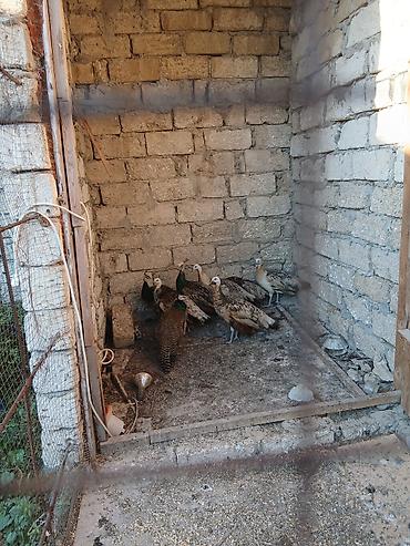 bildircin qusu: Qaraqanad ve Yava tovuz quslari,4 ayliq. 1ededi 250 azn - — 1