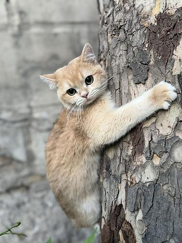 котенок британский: Британская короткошёрстная, 7 месяцев, Мальчик, Золотая шиншилла — 1