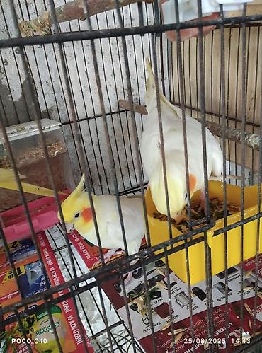 Tutuquşları: Quslar 15-30-45-50 aznNimfa (Cockatiel) və dalğalı tutuquşu – quşlar — 2