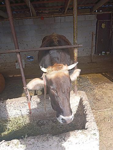 Коровы, быки: Продаю | Корова (самка) | Для молока | Привязанные — 8