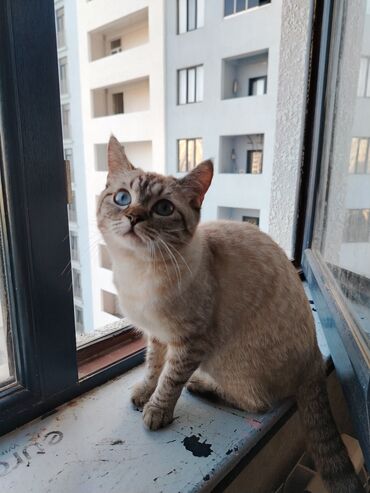 Akvarium aksessuar və ləvazimatları: Şotland, Dişi, Yaxşı əllərə, Ünvandan götürmə, Ödənişli çatdırılma
