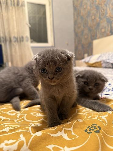 Pişiklər: Şotland yastı qulaq — 1