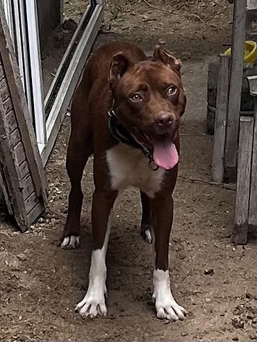gencede it satisi: Pitbul, 1 il, Erkək, Peyvəndli, Ünvandan götürmə — 4