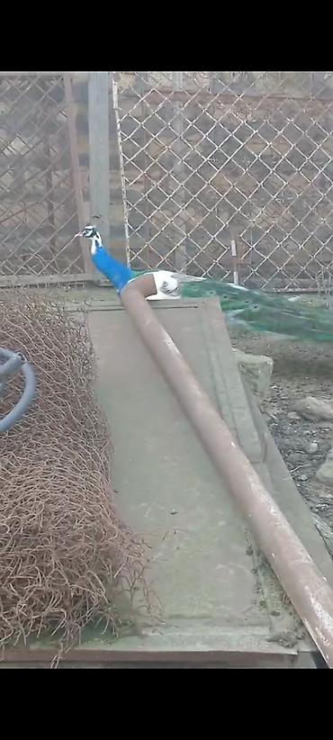 Tovuz quşları: Salam,super saqlam Tavusquşular satilir erkeyde var dişide aylari 7,8 — 4