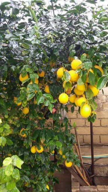 Ağaclar: Ətirli nazik qabığ limon ağacları satılır .meyvə verən agaclardi