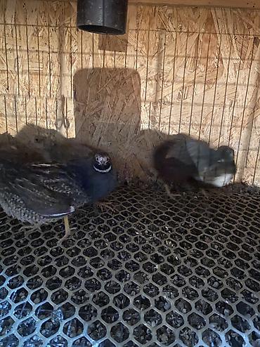 Другие с/х животные: Китайские расписные перепелки - Породы/окрасы: смешанные – тёмные — 4