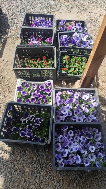 Теплицы: Ищу инвестора для масштабирования тепличного хозяйства и развития — 17