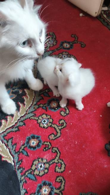 it satisi afcarka: Yaxşı əllərə — 8