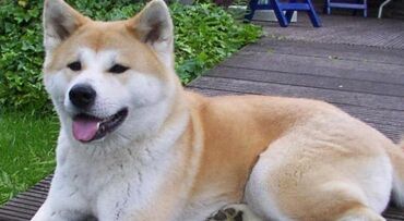 itle: Akita-inu, 1 il, Erkek, Cütləşmə üçün