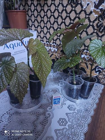 Другой декор и предметы интерьера: Распродажа остатков, комнатные растения по 100 сом. дорогие цветы тоже at lalafo.kg — 11 Другой декор и предметы интерьера: Распродажа остатков, комнатные растения по 100 сом. дорогие цветы тоже — 11