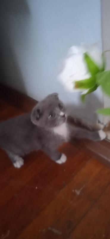 кошка шатланский: Котята - Описание: игривые малыши, на фото — белый котёнок с — 3