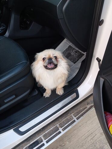 itləe: Pekines, 1 ay, Erkek, Peyvəndli, Ünvandan götürmə