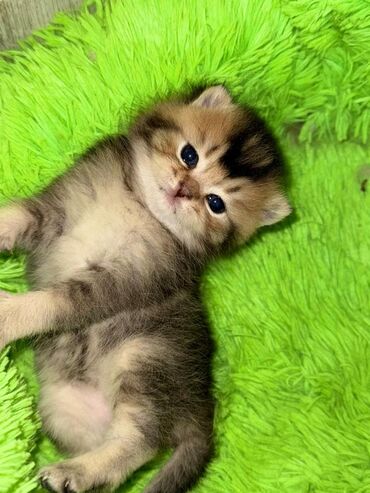 канадская кошка: Британ кыска жүндүү, 1 айлык, Эркек, Алтын шиншилла, Лотокко барууга үйрөтүлгөн, Курттардан тазаланган