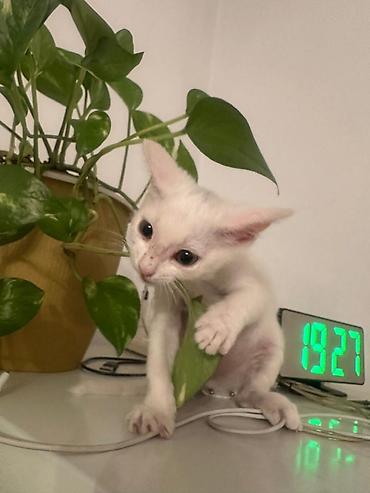 Продажа кошек: 2 месяца, Мальчик — 10