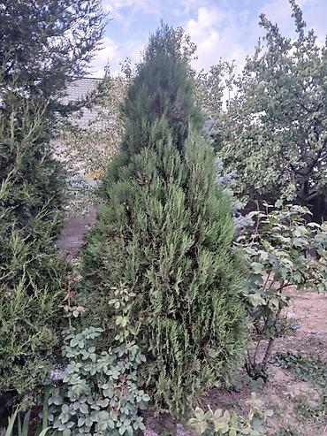 куплю барбарис: Барбарис Тунберга (декоративный кустарник) и хвойные деревья для — 5