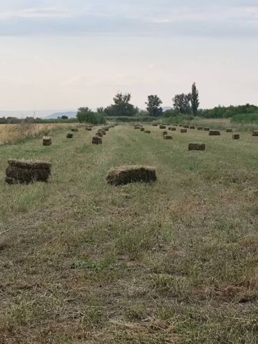 комбикорм для кроликов: Тюки клевер