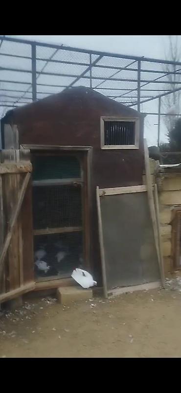 Göyərçinlər: Quş damılar satılır — 9