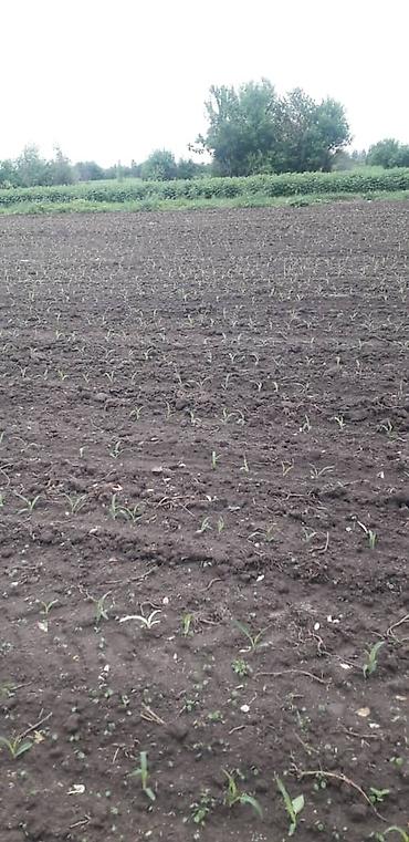 Другие сеялки: Продается кукурузная сеялка — 8