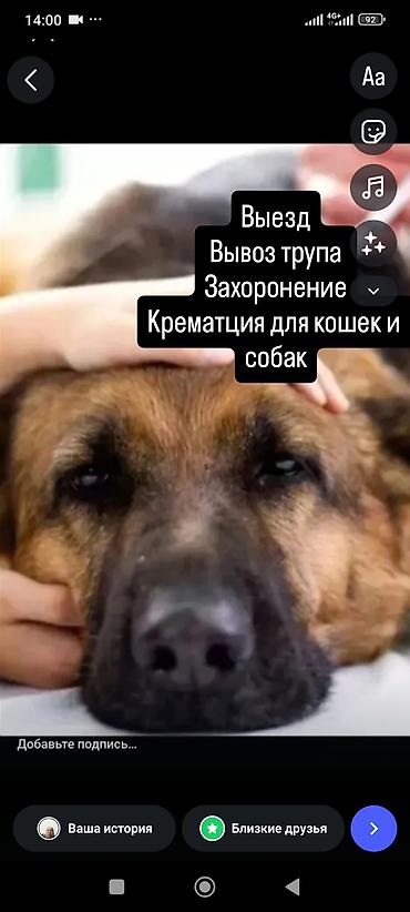 Ветеринар кызматы: Усыпление Ритуальные услуги для домашних животных (кошек и собак) - — 1