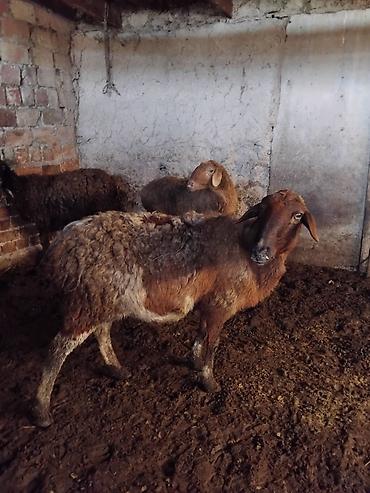 Баран, овца: Продаю | Овца (самка) | Для разведения | Матка — 9