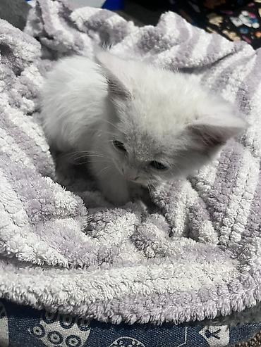 котик белый: Кошка даром: Беспородная, 1 месяц, Мальчик — 4