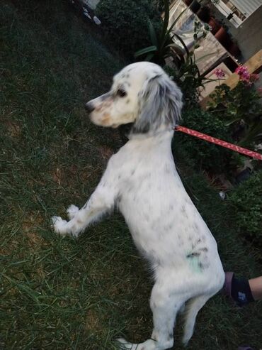 Psi: Na prodaju Štenad engleskog setera. Ovi predivni stenci su šampionskog — 6