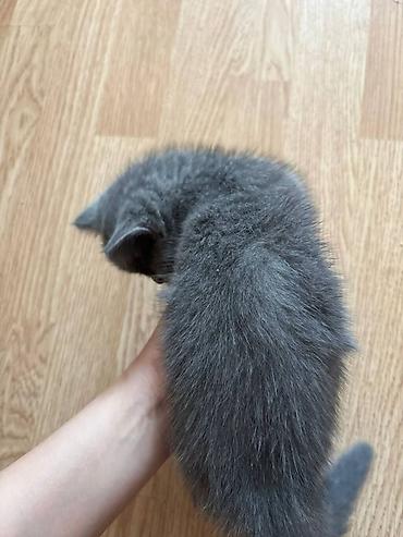 Кошки: Boz tüklü balaca pişik balası • Cins: qısa tüklü, bərk və ipək kimi — 1