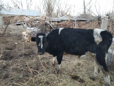 Коровы, быки: Продаю | Бык (самец) | Привязанные — 2