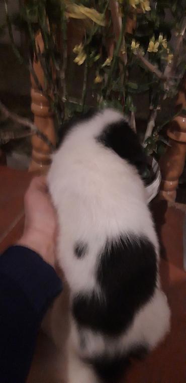 İtlər: Zvonok, 2 ay, Erkek, Peyvəndli — 8