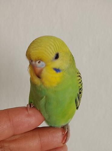 кормушки для птиц: 900 сом Волнистый попугайчик (Budgerigar) ручного выведения. - Окрас — 3
