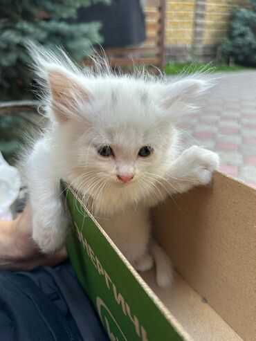 Коты: Продается котенок 2 месяц турецкая порода к лотку приучен!