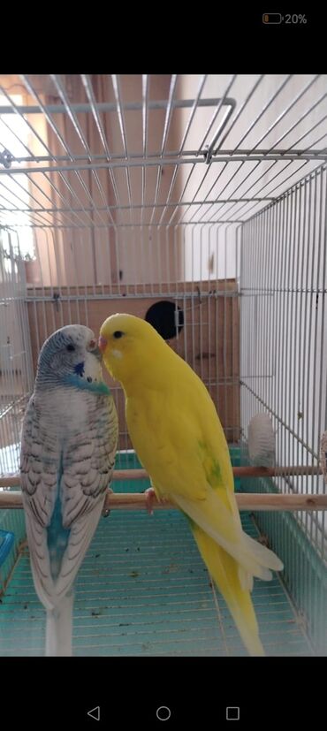 Другие продукты питания: Budaqlar və ləvazimatları ilə birlikdə dalmatian-budgerigar cütü