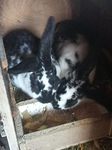 Кролики: Продаю | Крольчата | Для разведения — 8