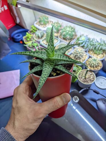 Otaq bitkiləri: Sukkulentlər. Sağlam və dözümlü bitkilərdi. Uzun müddət susuz qala — 18