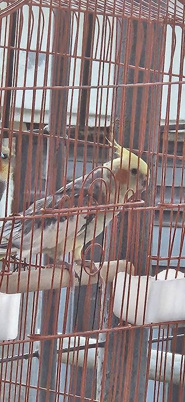 korella tutuquşu: Nymph papuqay (cockatiel) – boz-ağ bədən, krem-sarı baş və xasiyyətvi — 2