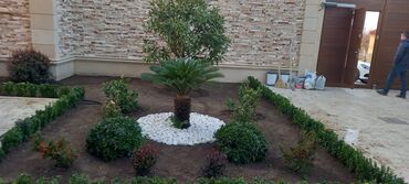 Ağaclar: Dekarativ agaclarin satisi qazon torpaq torf diger gubrelerin satisi — 19