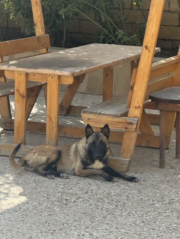 çoban iti adları: Belçika çoban iti, 1 il, Erkek, Peyvəndli, Ünvandan götürmə