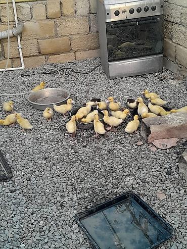Lal ördək baları 23 dənədir 1 dənəsi 6 manat lalafo.az -da Lal ördək baları 23 dənədir 1 dənəsi 6 manat