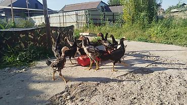 Айыл-чарба жаныбарлары: Сатам | Балапандар | Көбөйтүү үчүн — 1