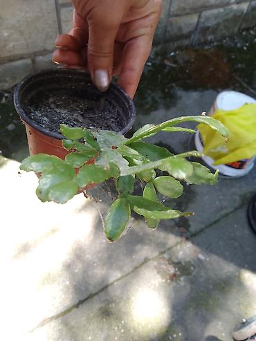 kalatea slike: Sobna biljka – Schlumbergera (božićni kaktus) u saksiji - Vrsta — 1