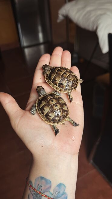 etibarli elere verilir: Kiçik tısbağalar satilir. Son cüt Testudo hermanni boettgeri novudur