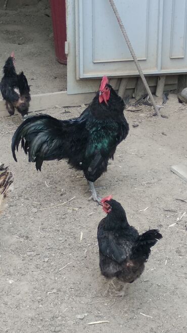 simmental inək cinsi: Avstrolov xoruzu 17 aylıq uzun quyruq. çox aktivdir. ünvan Binəqədi