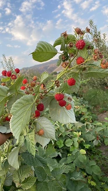 Продажа сельхоз предприятий: Питомник растений, 220 соток, Действующий, Частично с оборудованием, Электричество, Холодная вода — 12