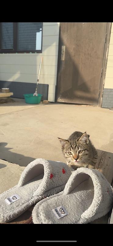 ит нарын: Отдам даром полосатого котёнка-мальчика! 🐱 • Возраст: Почти 1 месяц. • — 3